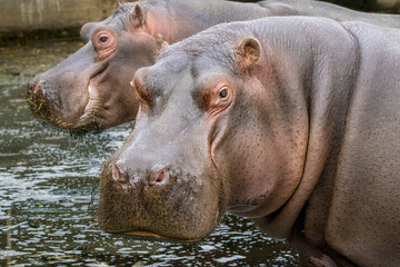 Common hippo