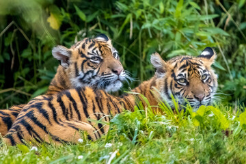 Sumatran tiger cubs