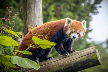 Red panda getting a good view © adrian