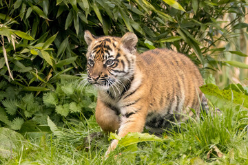 Sumatran tiger cub