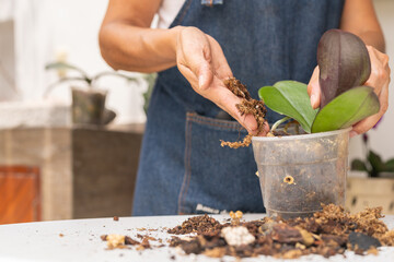 Woman taking care of a delicate potted orchid at home