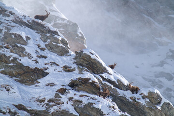 alpine ibex in the rutting season in the alps of the hohe tauern national park in austria at a sunny and stormy winter day