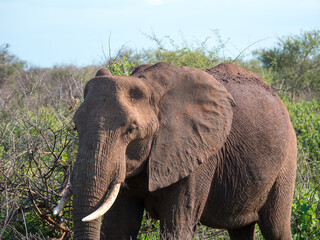 Éléphant d'Afrique dans un safari