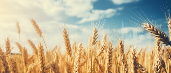 Harvest elegance: close-up of ripe golden wheat under vintage skies - agriculture and nature scene, farming concept