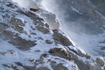 alpine ibex in the rutting season in the alps of the hohe tauern national park in austria at a sunny and stormy winter day