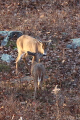 A larger and a smaller whitetail buck getting to know each other