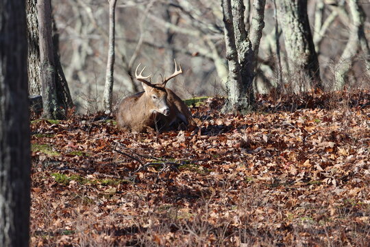 A male whitetail deer resting in the woods