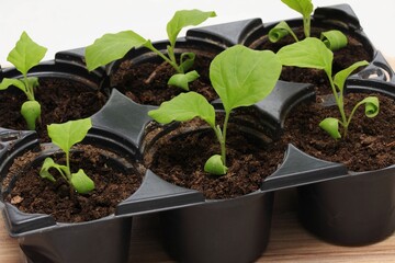 Eggplant seedlings  in reusable plastic tray on  wooden table. Sprouts of eggplants grown at home from seeds.