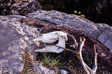animal skull on mountain in wild forest, creepy concept of death in danger nature