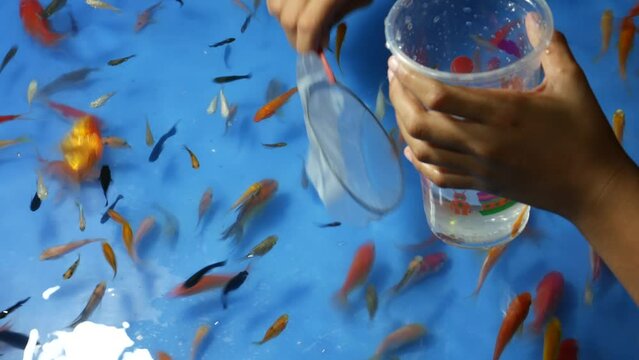 Fish scooping is a game that can be found in many temple fairs or festivals in Thailand. The scoop is made of thin paper so that people must be careful not to be tone while playing.