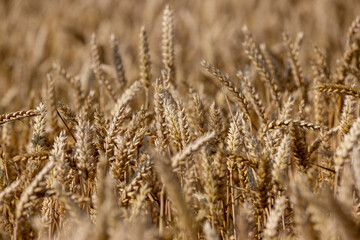 rye field with grain harvest on hot summer days