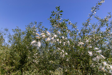 flying in the sky white fluff from willow in spring