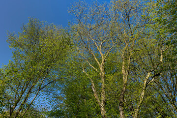 deciduous trees in a mixed forest in the spring season
