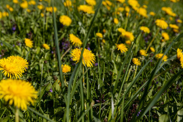 spring yellow dandelions in sunny weather, close-up