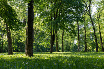 deciduous trees with green foliage in spring, green foliage
