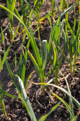 a field completely planted with garlic in summer