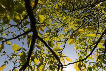 yellow-green walnut foliage in a fruit garden