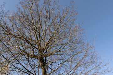 leafless deciduous trees in the spring season