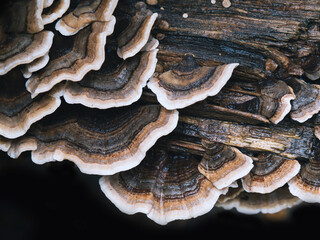 Bunte Baumpilze an morschen Baumstämmen