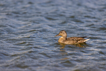 large number of ducks are fed on the lake