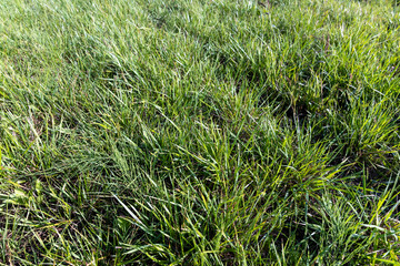 field with grass for harvesting fodder for cows