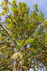 ash foliage changing color from green to yellow-orange