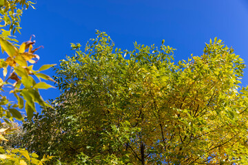 autumn changes on ash trees on a sunny day