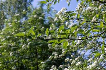 rowan flowers during flowering in spring park