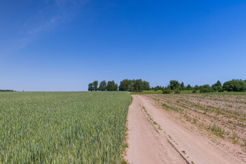 Fototapeta na wymiar sandy road in the field in the summer