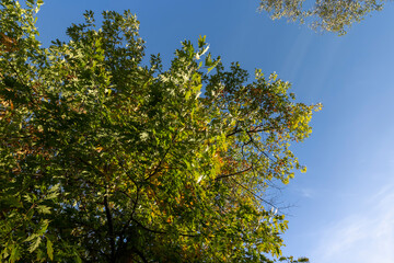 oak tree during the autumn season before leaf fall