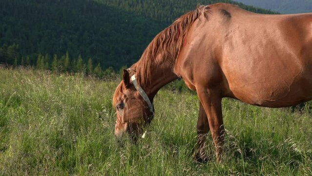 Close-up of an adult bay horse grazing among green grass in the mountains illuminated by the daytime sun near a village