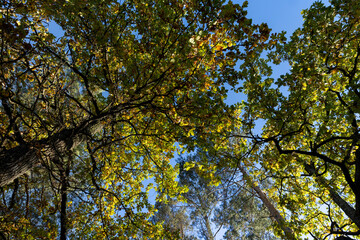Obraz premium Oak tree in autumn leaf fall in sunny weather