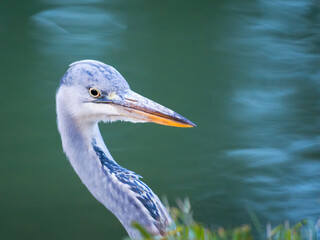 A head shot of a stunning Grey Heron (Ardea cinerea) hunting for food along the bank of a river.