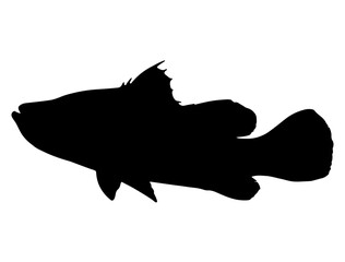 Barramundi fish silhouette vector art white background