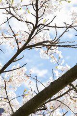 photo tranquil scene of nature in springtime, with a blooming branch against a clear sky. The delicate petals and vibrant flowers create a captivating background