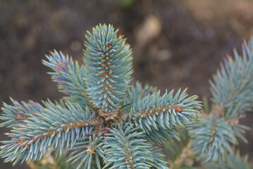 Picea pugens