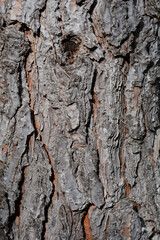 Italian stone pine bark detail