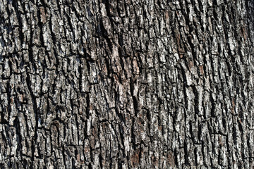 Evergreen oak bark detail