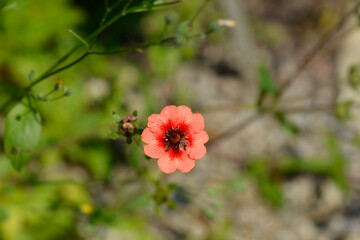 Cinquefoil Roxana flower