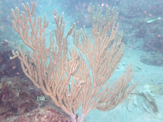 Fototapeta na wymiar coral reed in the caribbean