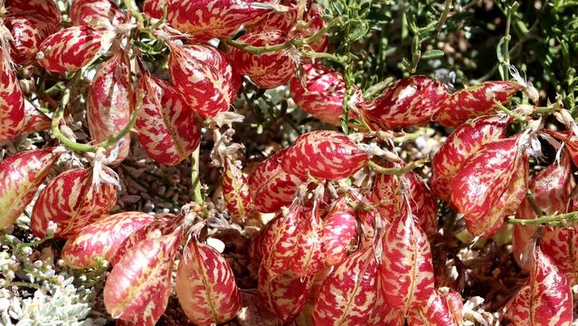 Balloonpod Milkvetch, Astragalus Whitneyi Variety Whitneyi, a native with obovate leguminous pod fruit during Summer in the San Emigdio Mountains.