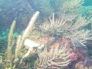 coral reed in the caribbean