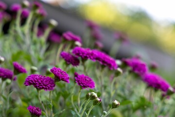 Purple chrysanthemums grow in the autumn garden