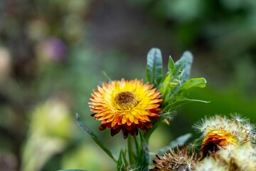 Colorful autumn flowers in the autumn garden