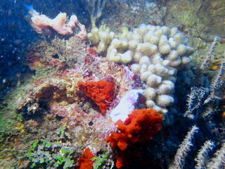 coral reed in the caribbean