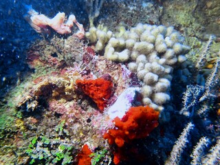 coral reed in the caribbean