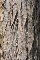 Black locust bark detail
