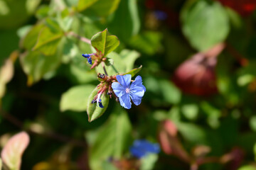 Blue Leadwort flowers