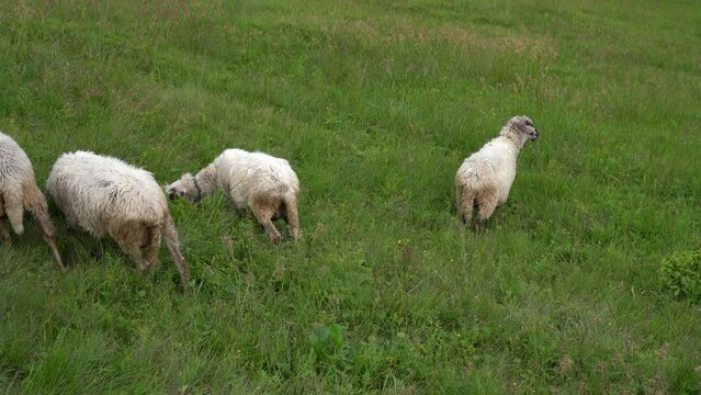 White curly sheep graze on a green field in the middle of the mountains close-up. The concept of animal husbandry, sheep breeding and organic cheese production