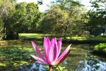 Nelumbo nucifera - Indian lotus flower in the pond